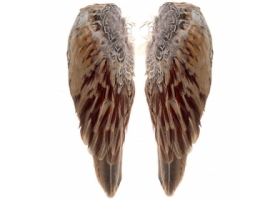 Skrzydła Koguta Bażanta / Pheasant Cock Wings