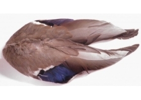 Skrzydła Kaczki Krzyżówki/ Mallard Duck Wings