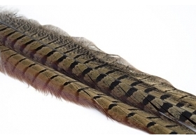 Pheasant Center Tail / Bażant ogon - centalne sterówki