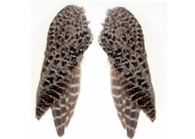 Skrzydła Kury Bażanta / Pheasant Wings Hen