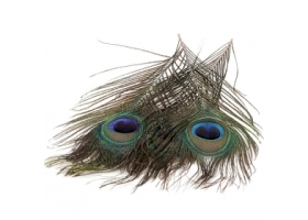 Pawie Oczko Kolor / Peacock Eyes color